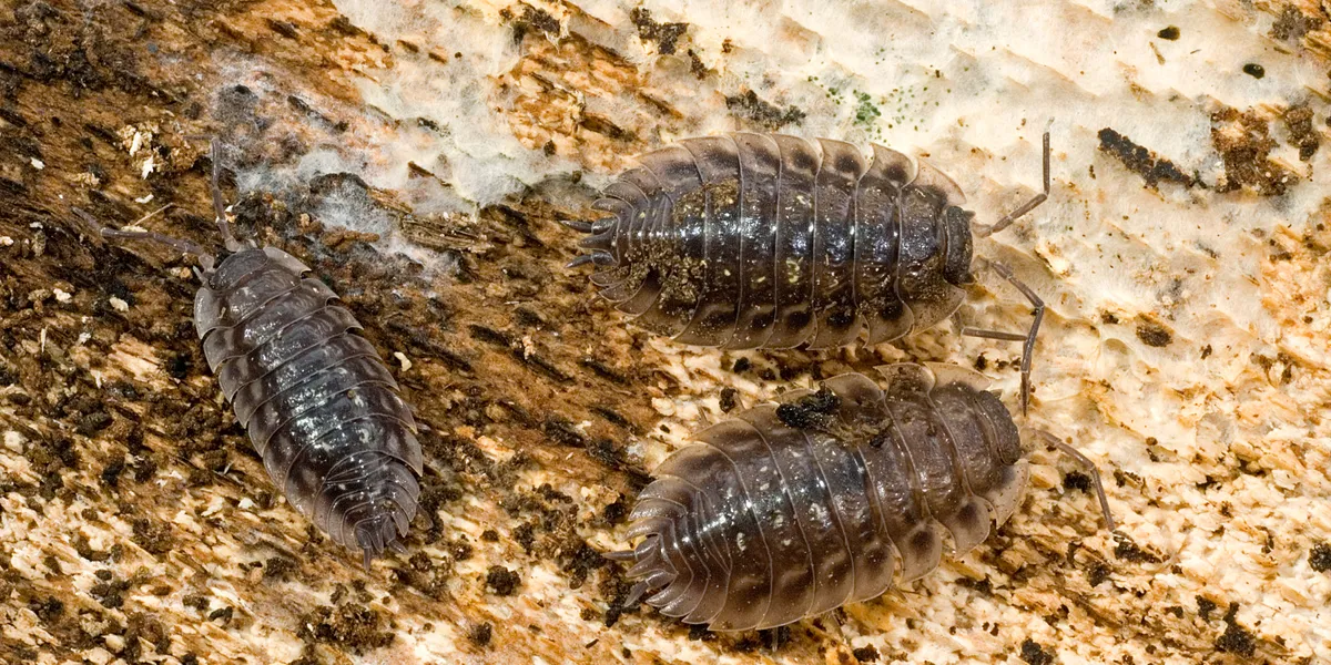 Woodlice