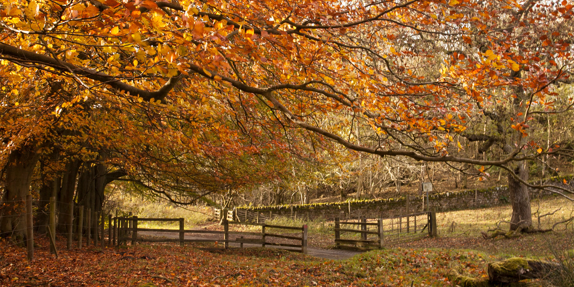 Wooden gate under a tree with orange leaves, surrounded by a stone wall and autumn foliage.