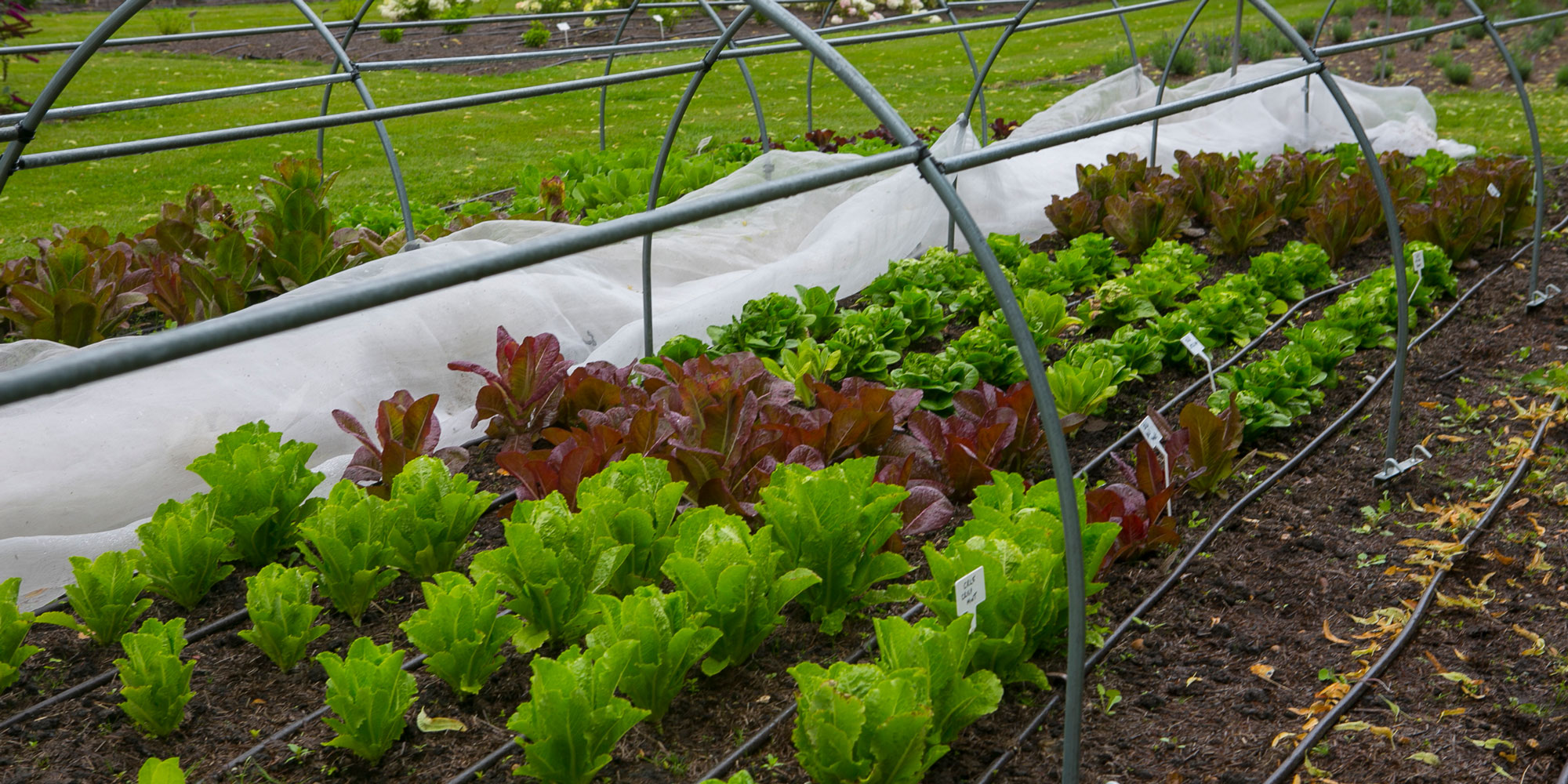 Lettuce trial