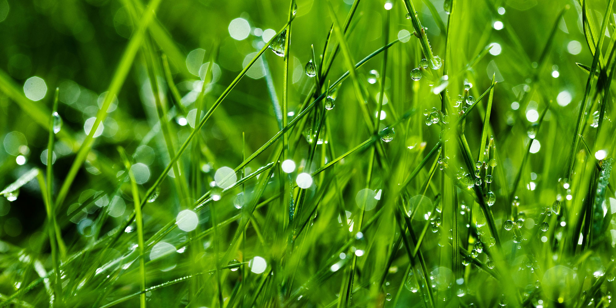 Wet grass
