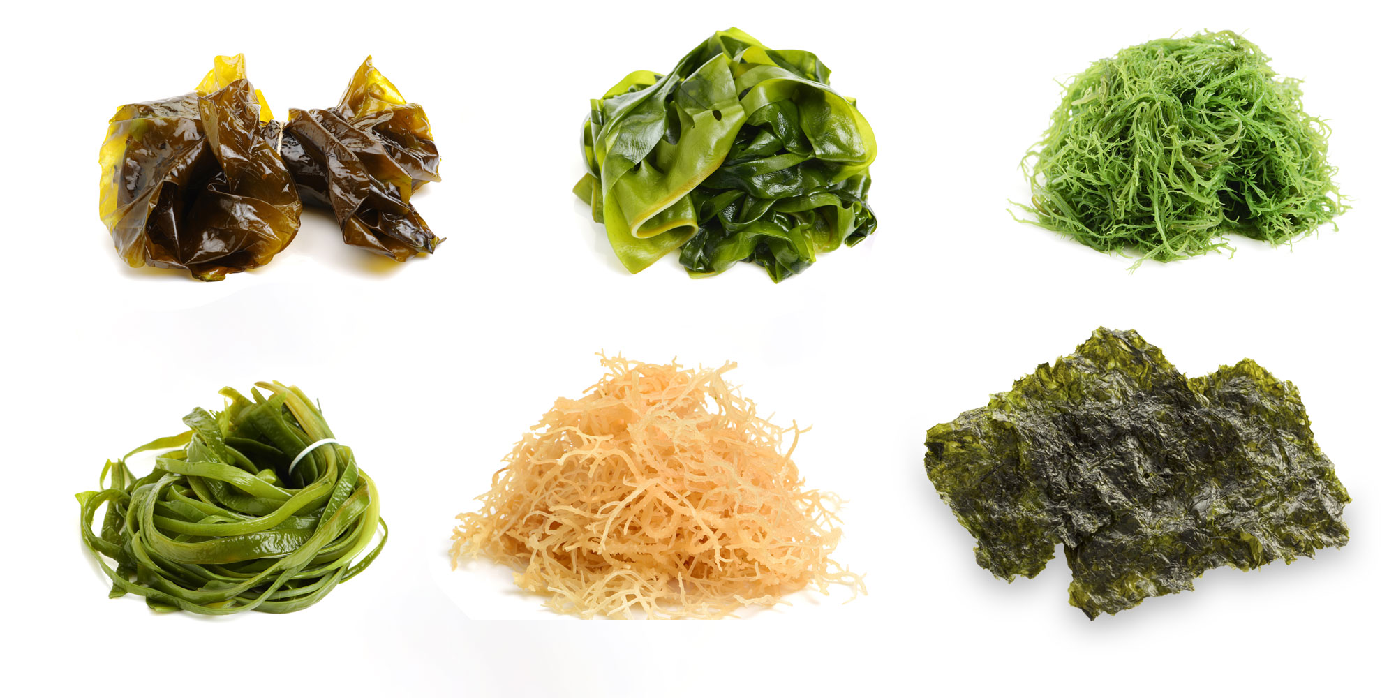 Different types of seaweed
