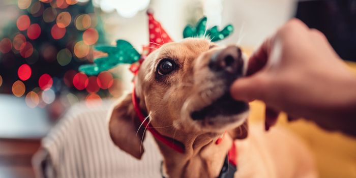 Dog eating a treat