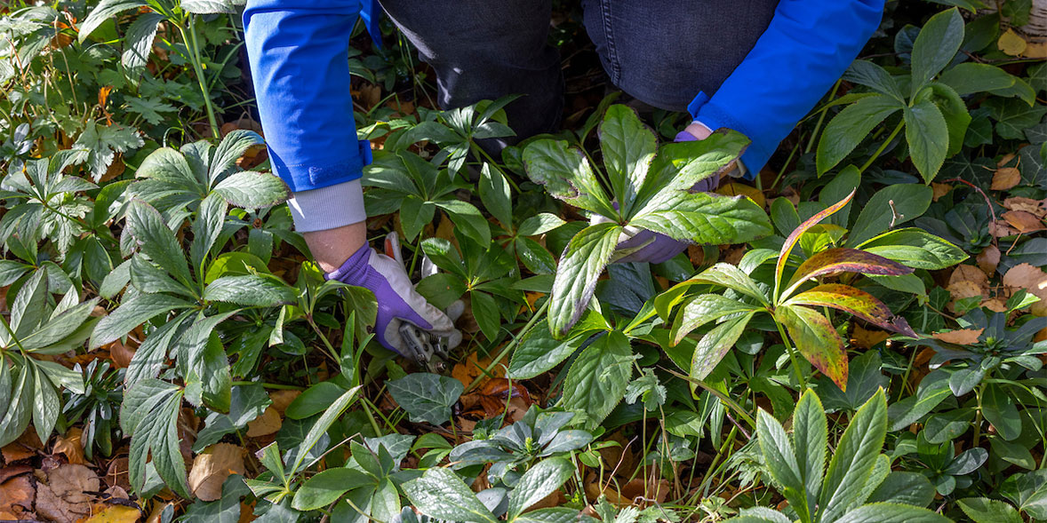 Cutting off hellebore leaves