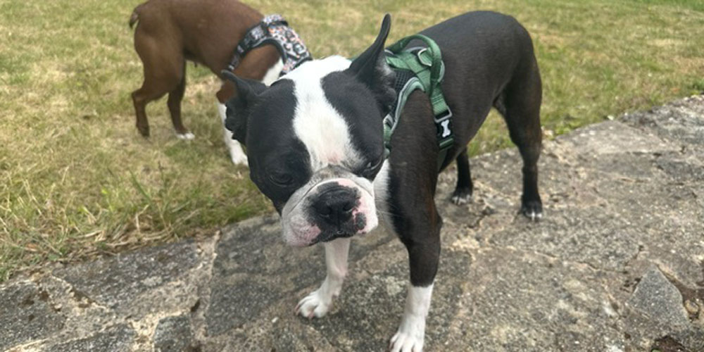 A boston terrier wearing one of the harnesses