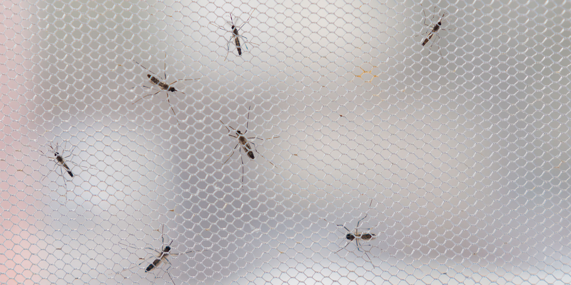 Mosquitoes inside a cage in a test environment
