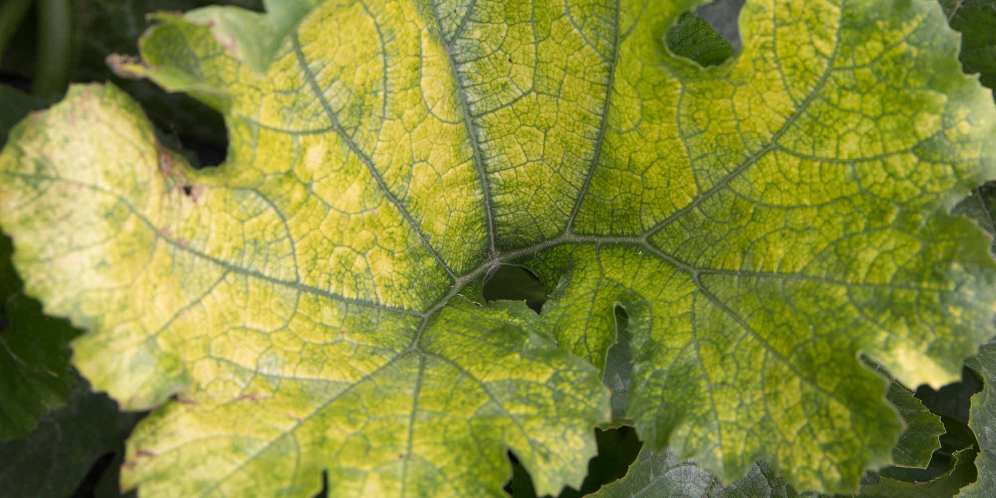 Yellow courgette leaves