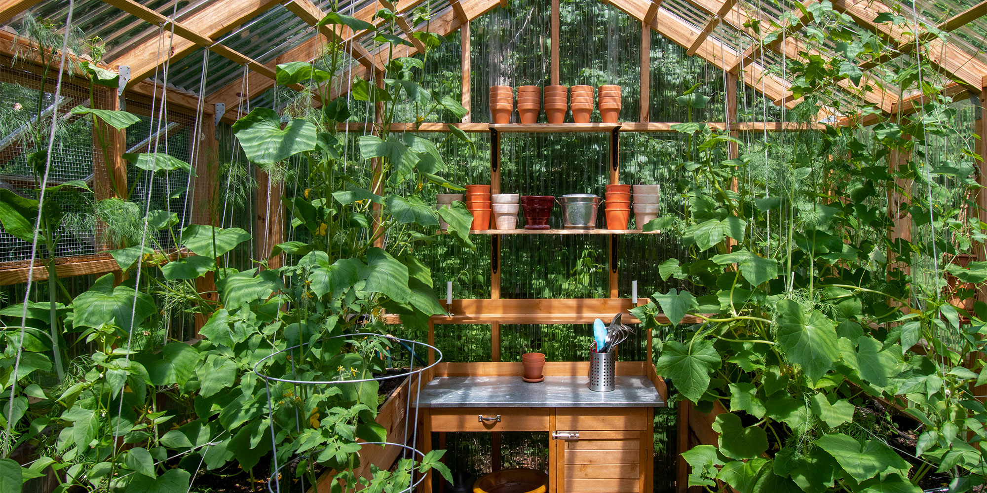 Vegetables in a greenhouse