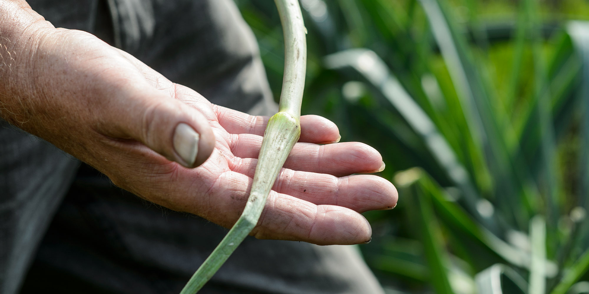 Bolted leek