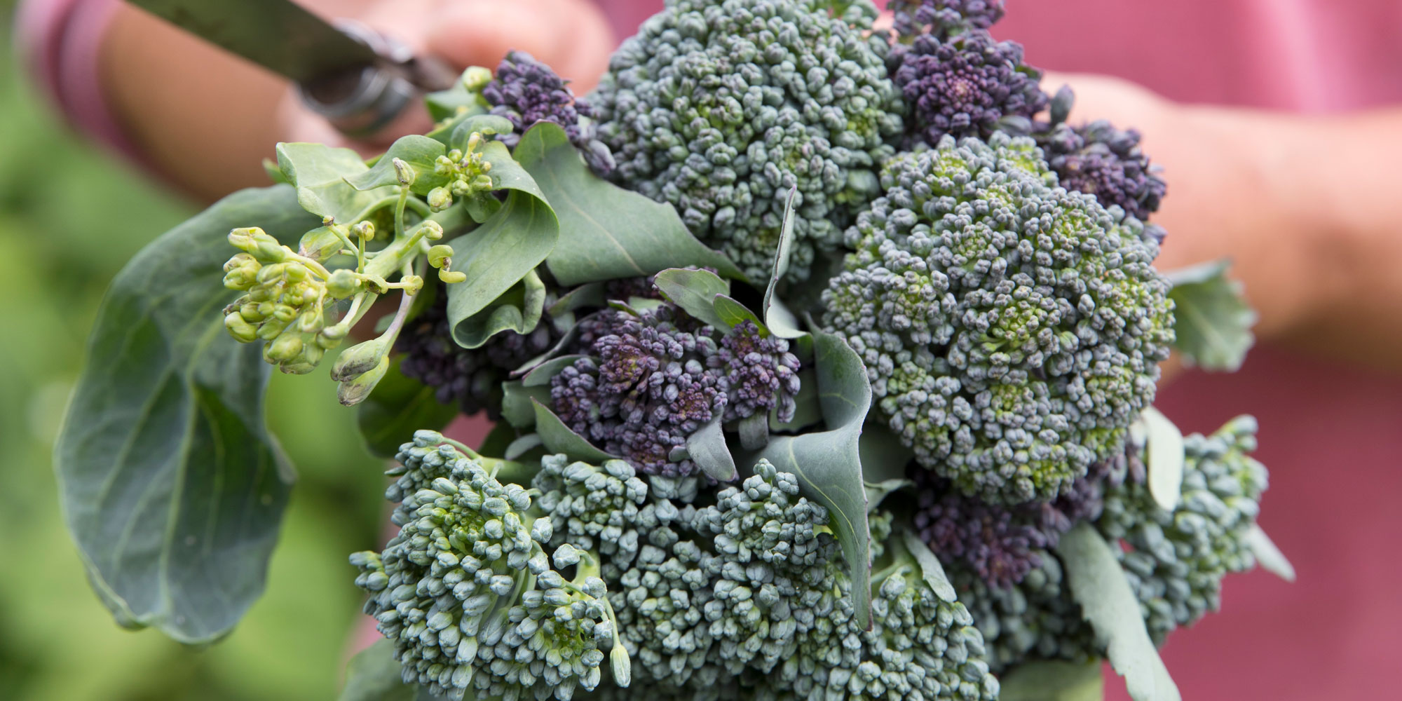 Sprouting broccoli