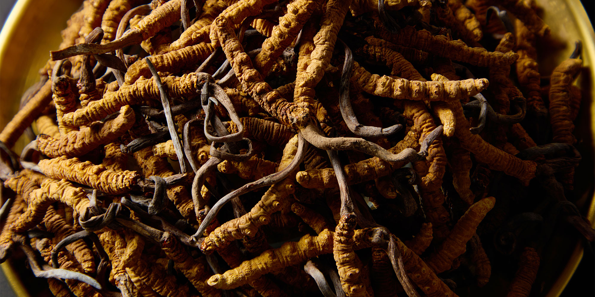 Cordyceps fungi