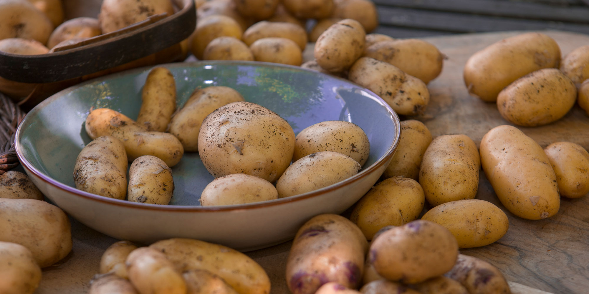 Potatoes from our trial