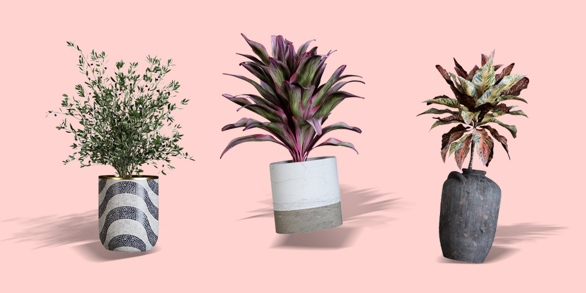 various potted houseplants