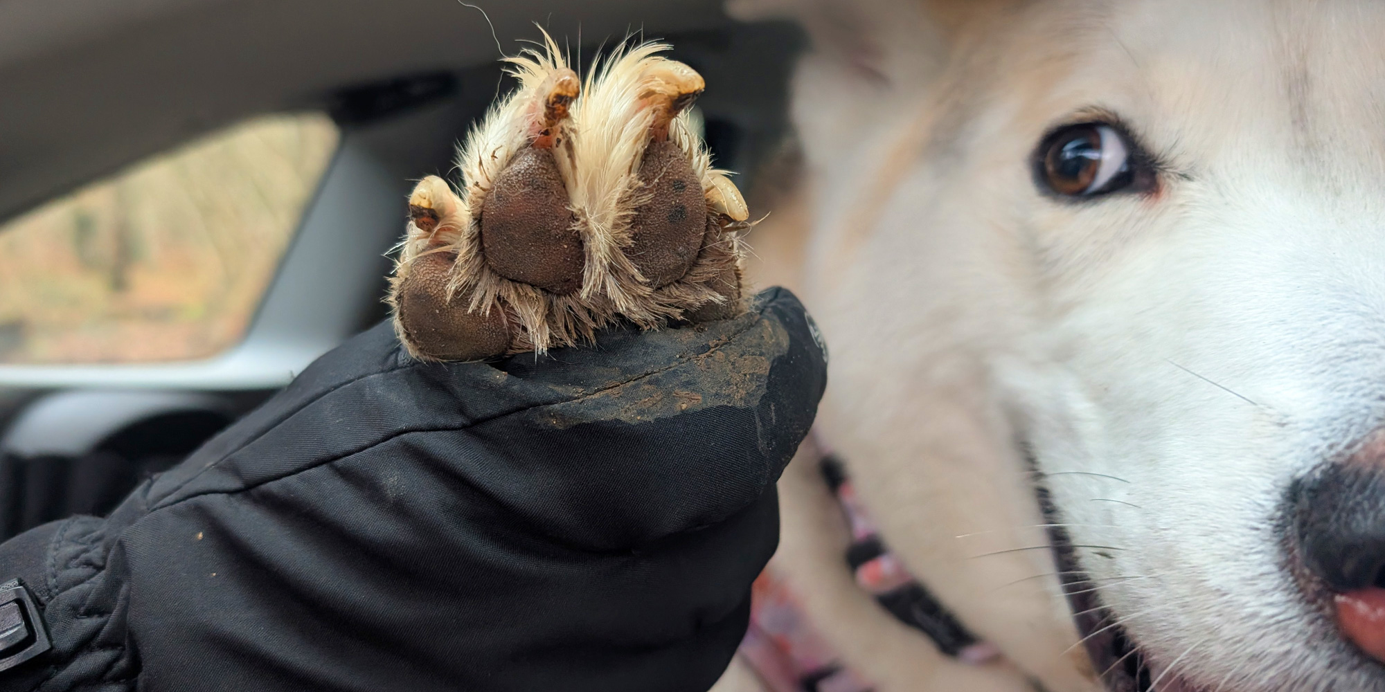 Dog with mucky paws
