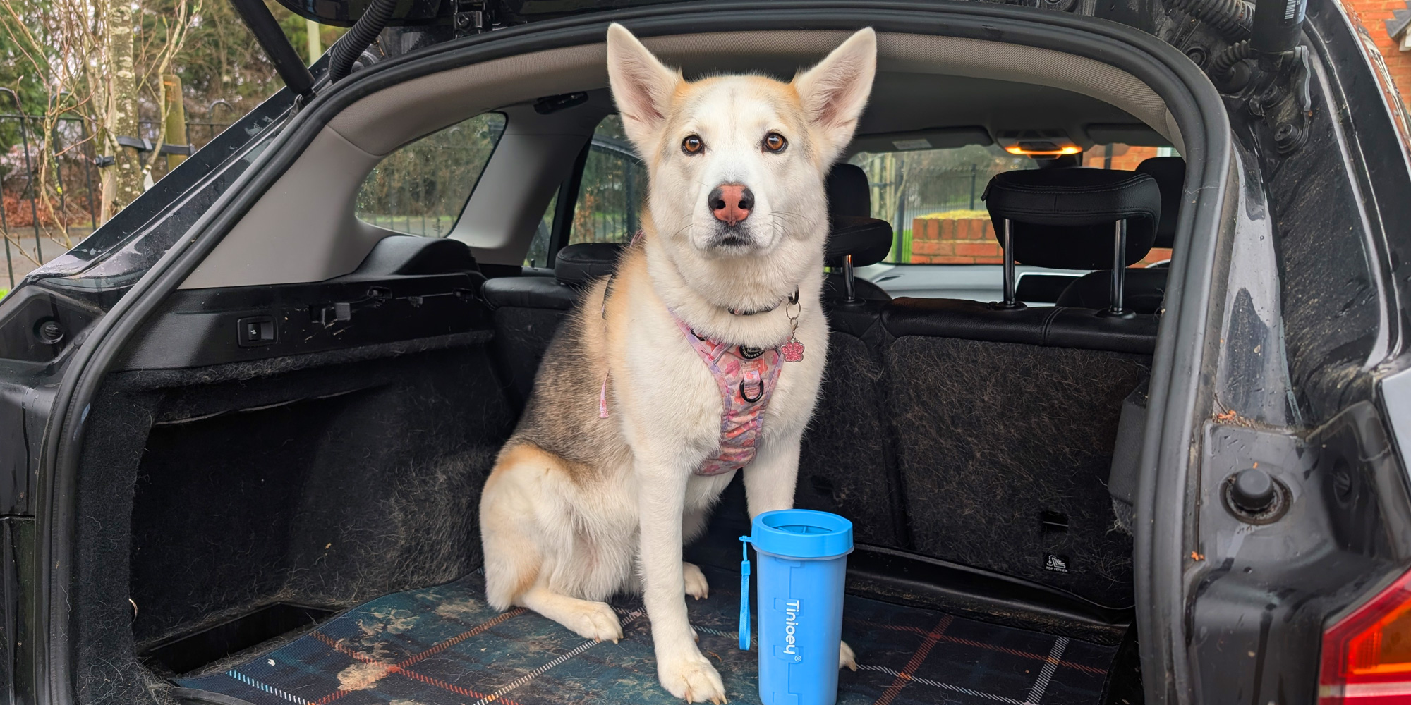 Can this popular dog paw cleaner prevent muddy floors?