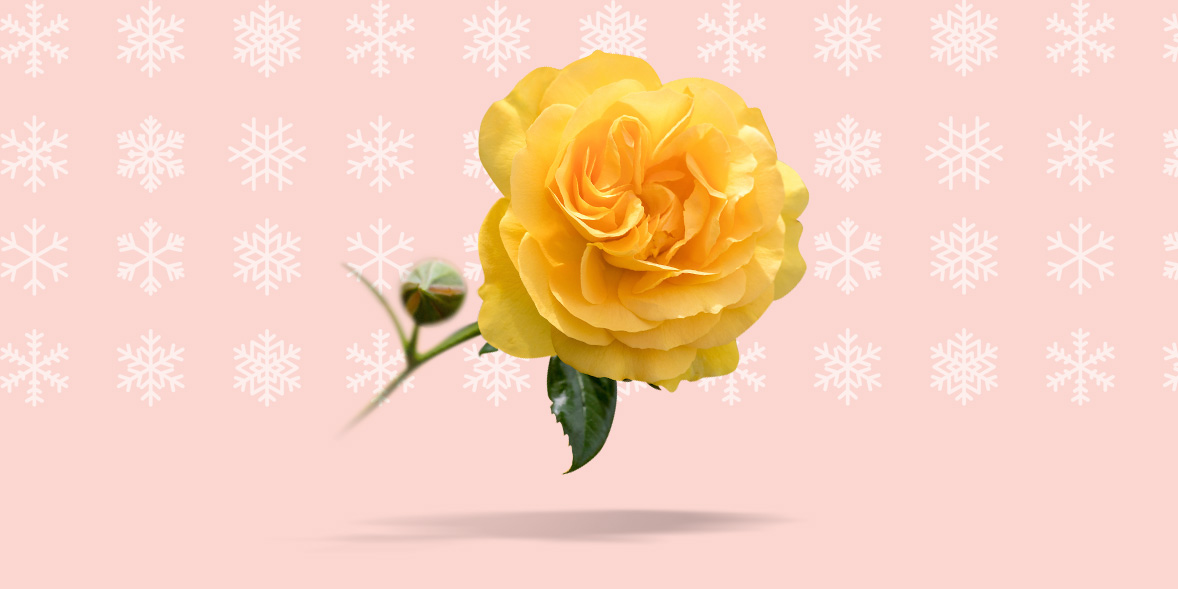 Absolutely fabulous christmas gifts