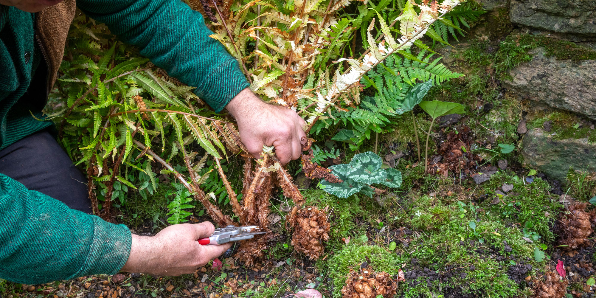 Cutting back a fern