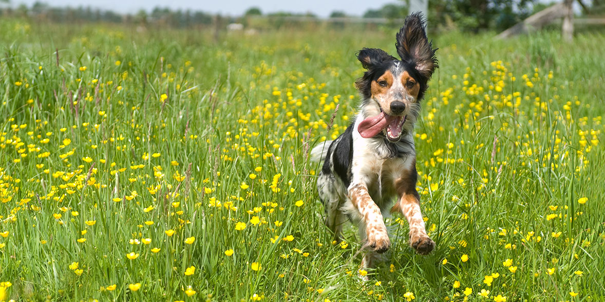 Dog running through field