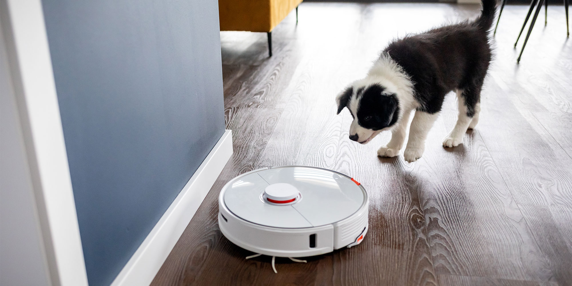 A dog staring down a robot vacuum