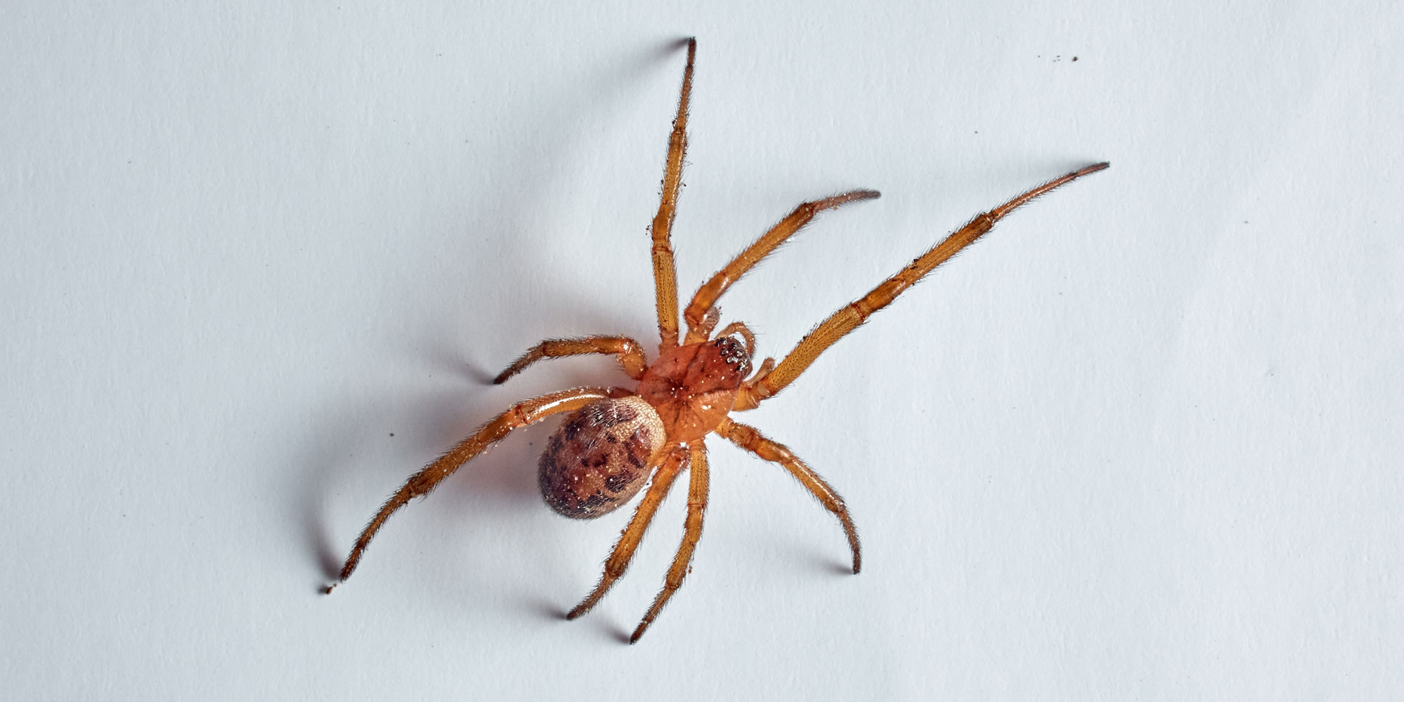 A noble false widow spider