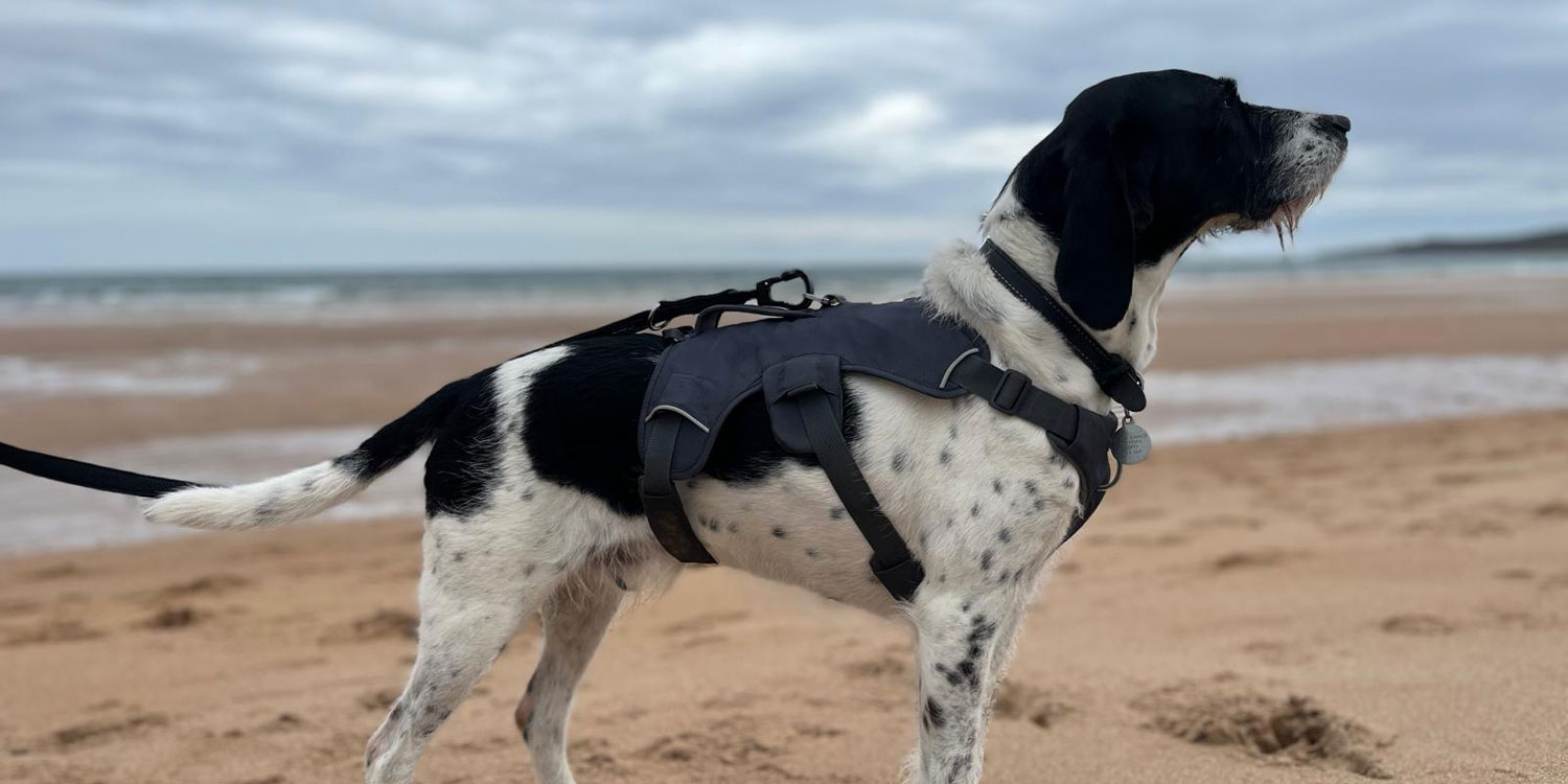 A terrier on the beach