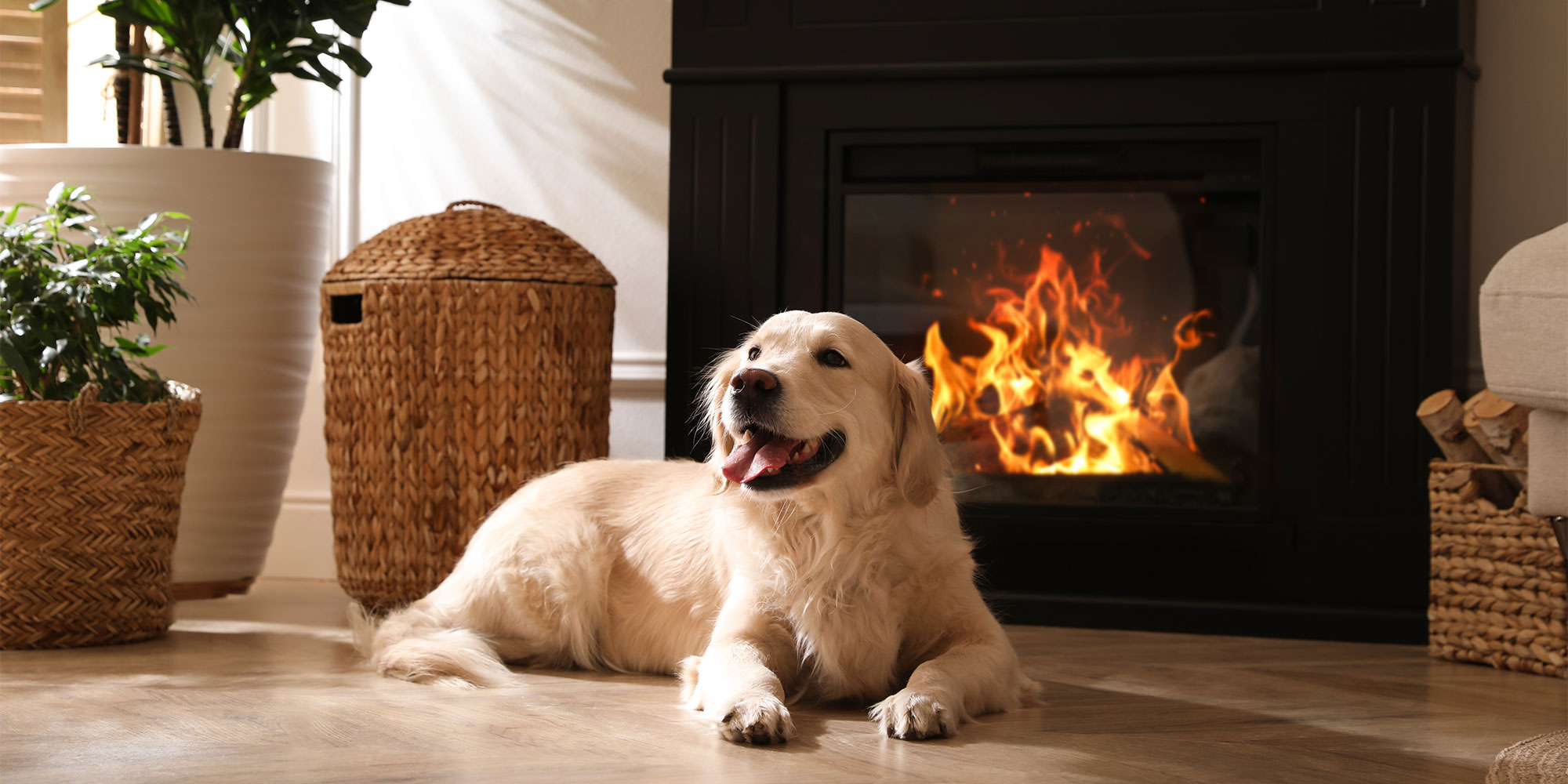 Golden retriever dog lying on floor in front of a fireplace with fire.
