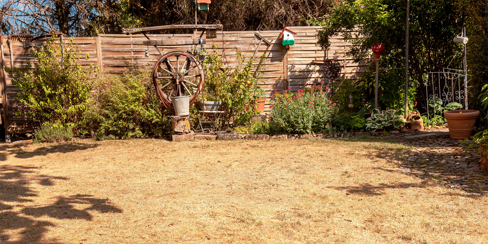 A dry summer lawn