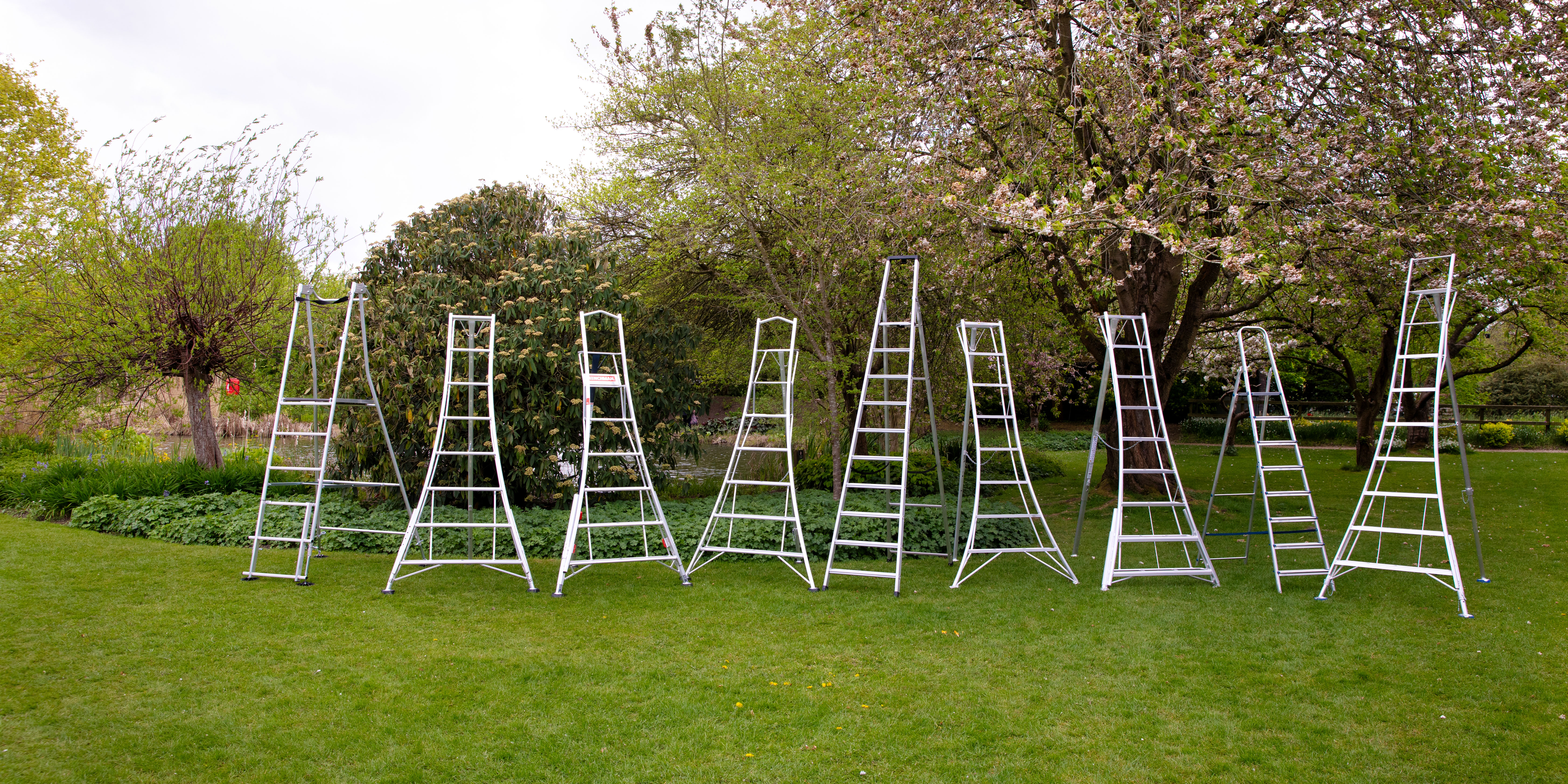 Line up of garden ladders