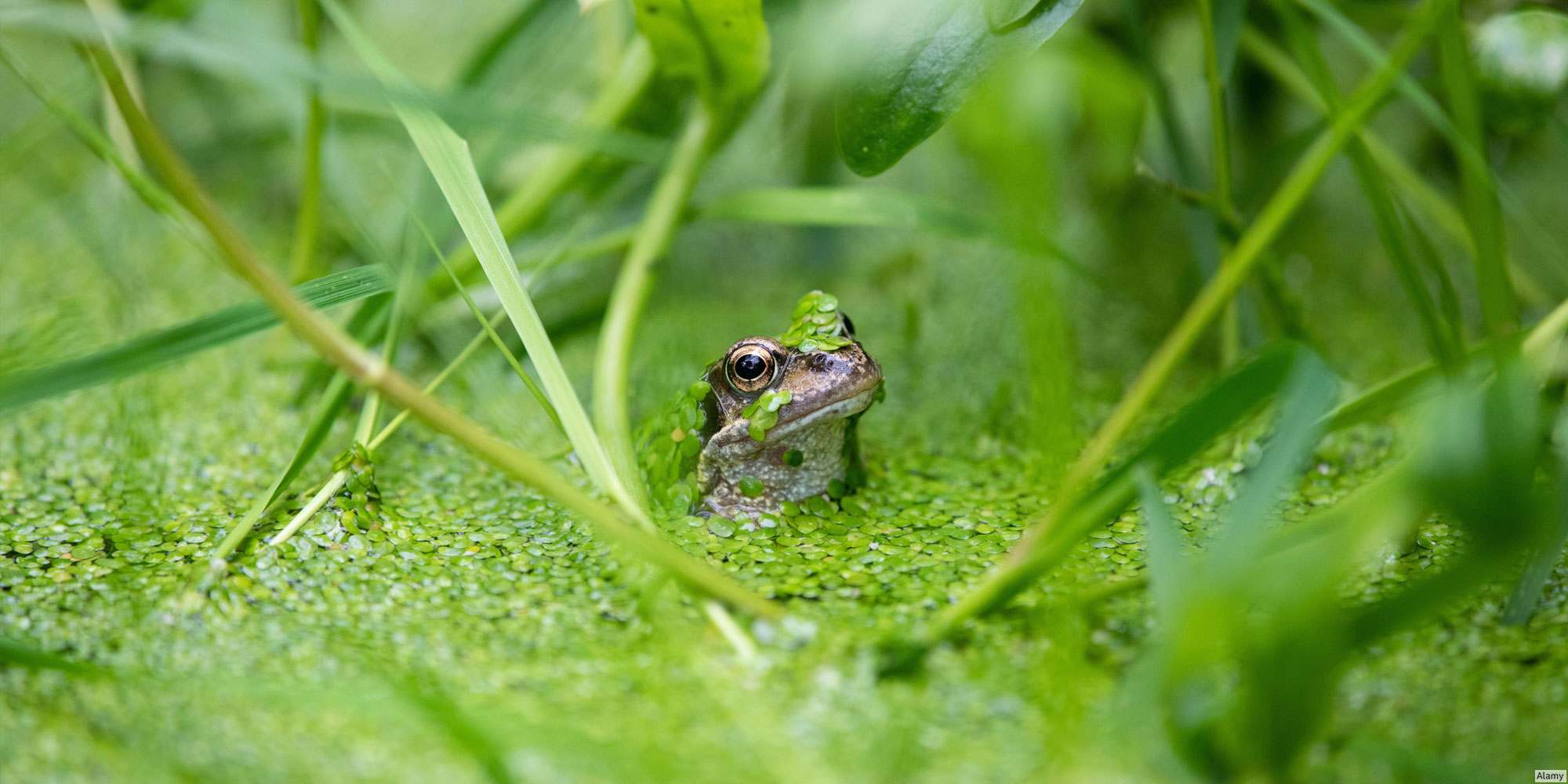 A little frog in a pond of algae