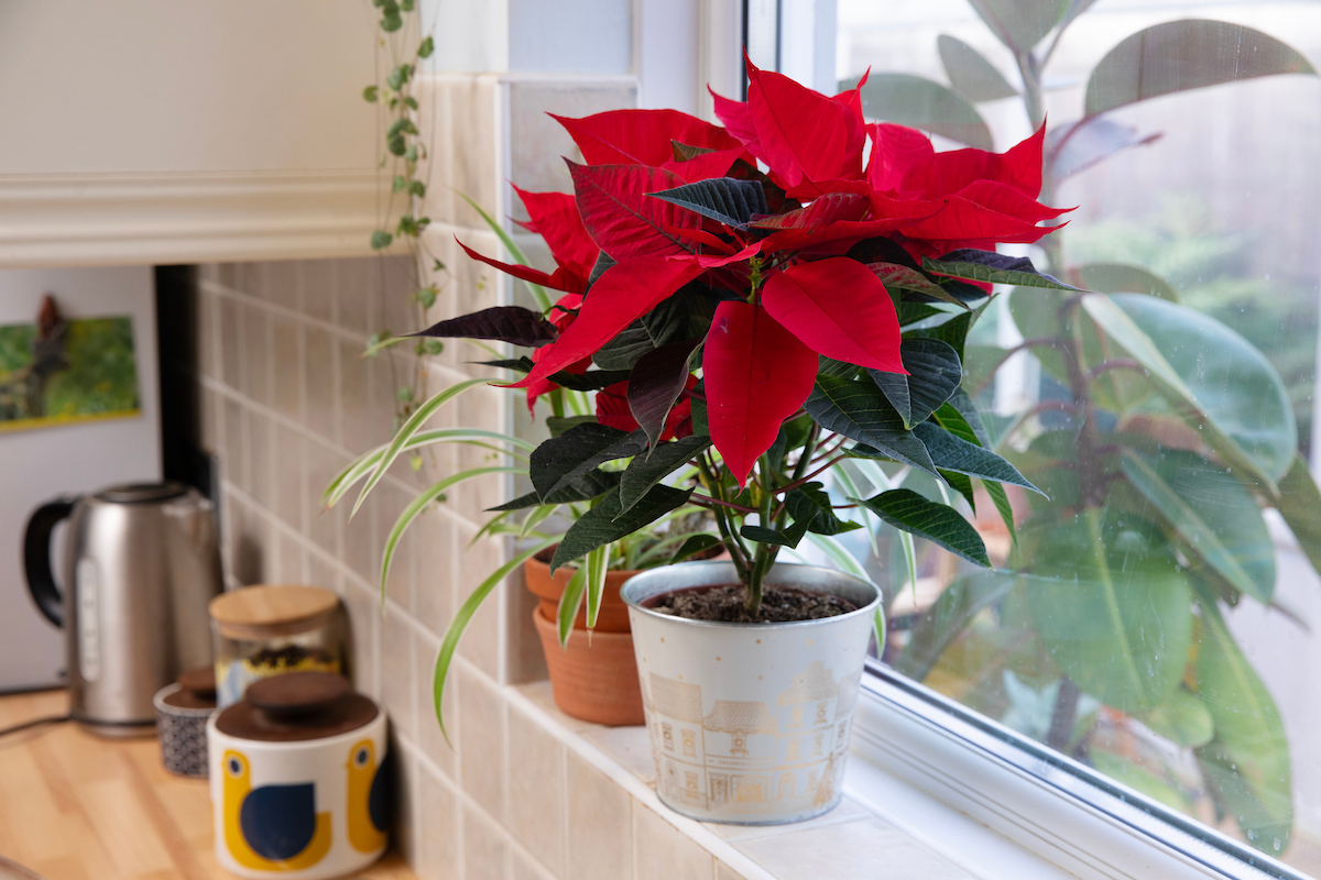 Poinsettia on a windowsill