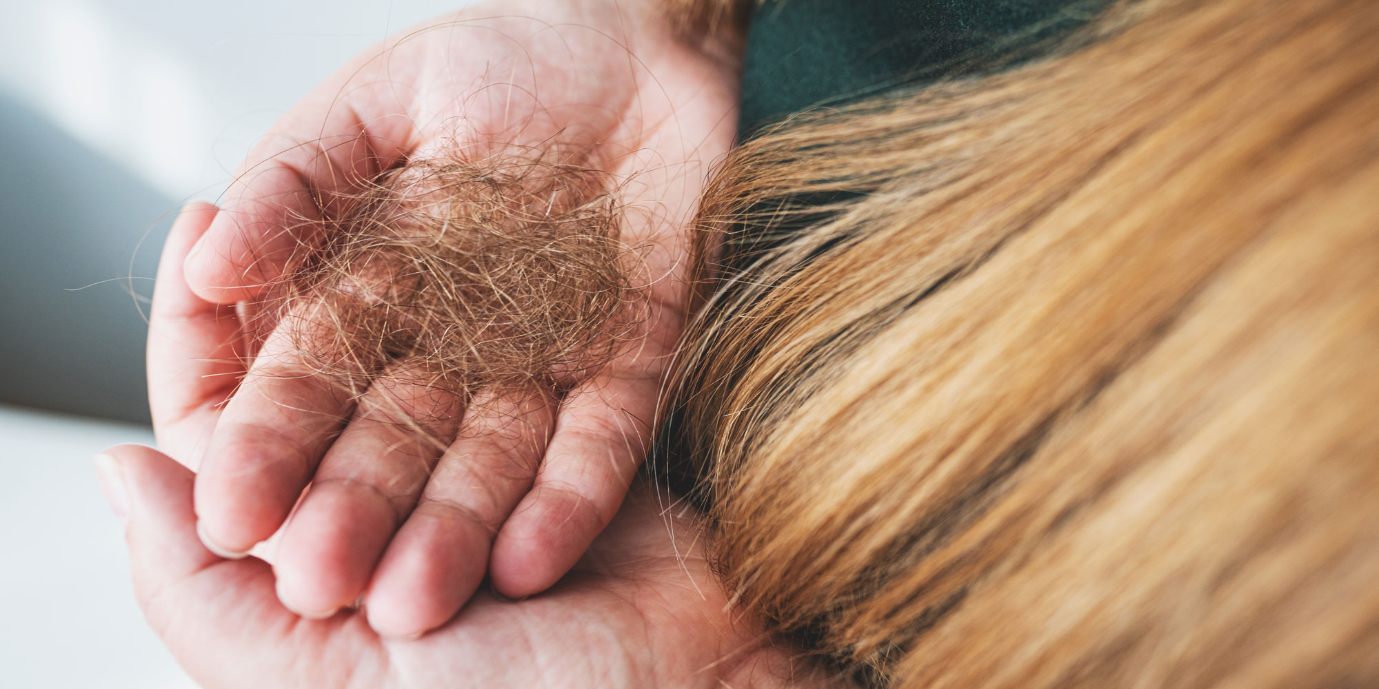Hair shedding