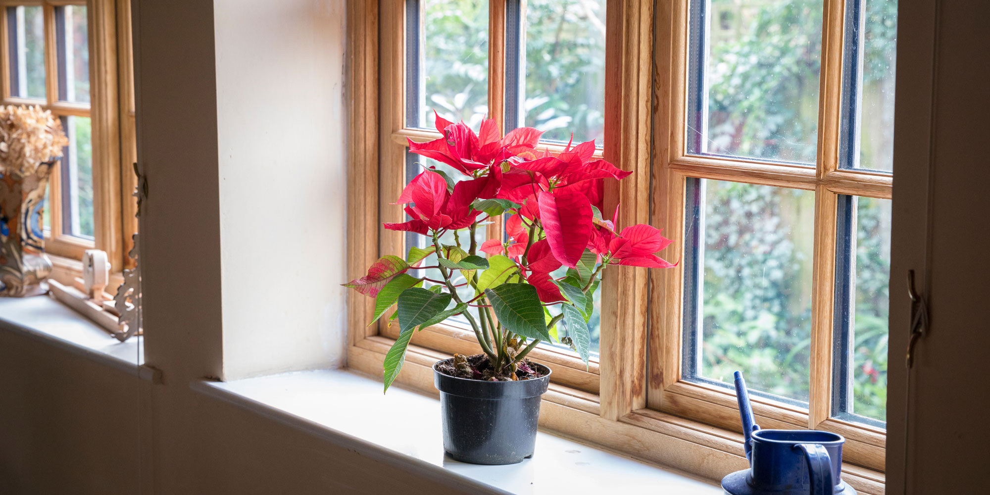 Poinsettia on a windowsill