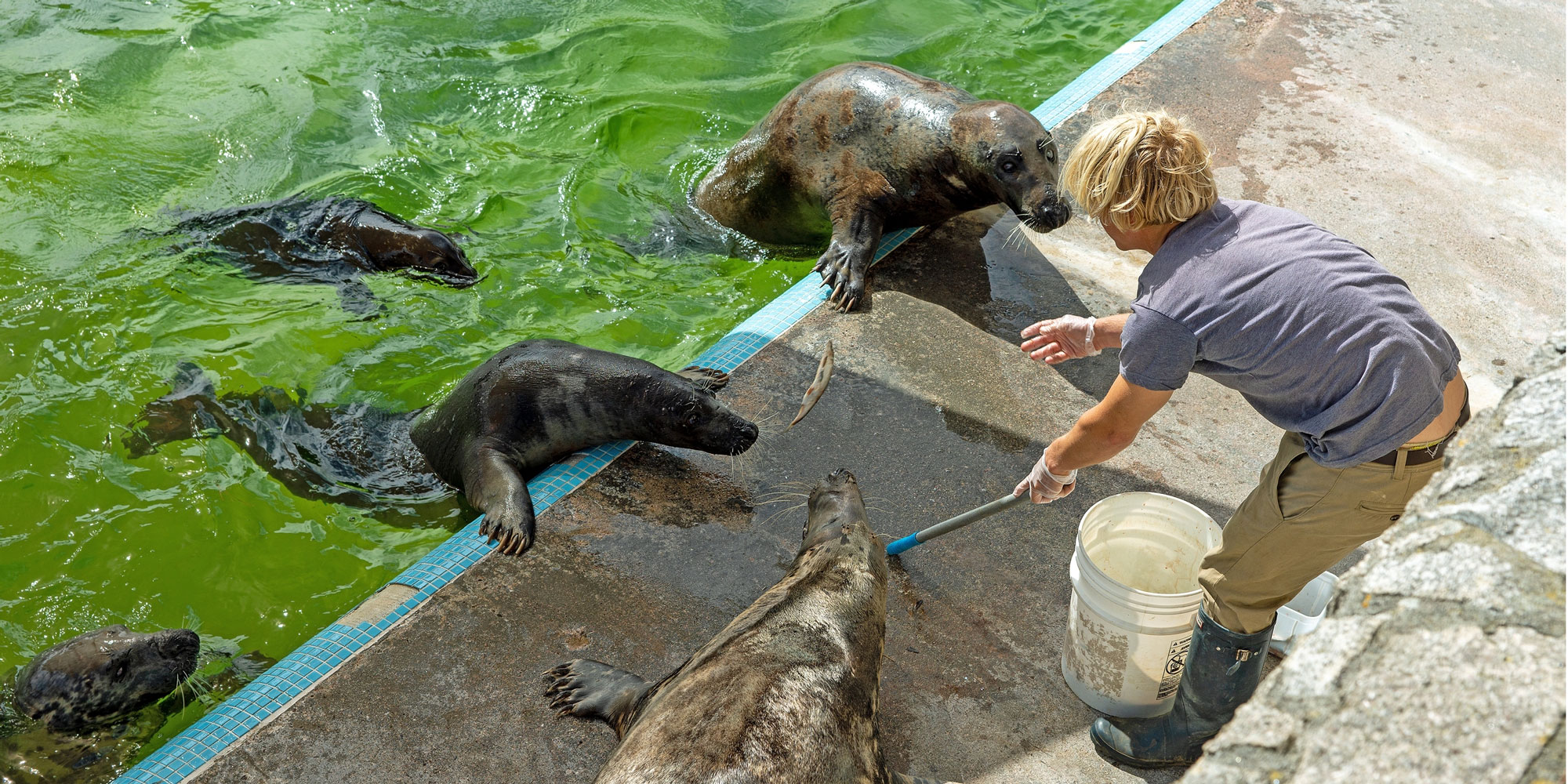 Seal feeding time