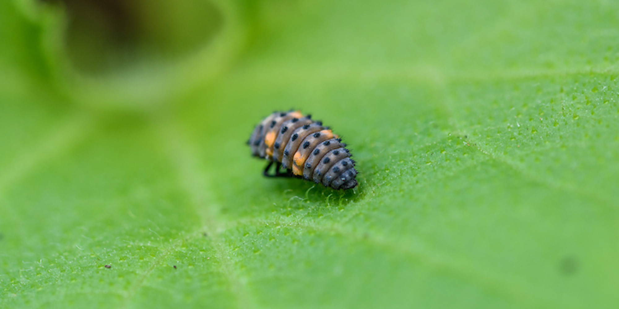 Ladybird larvae on squash leaf
