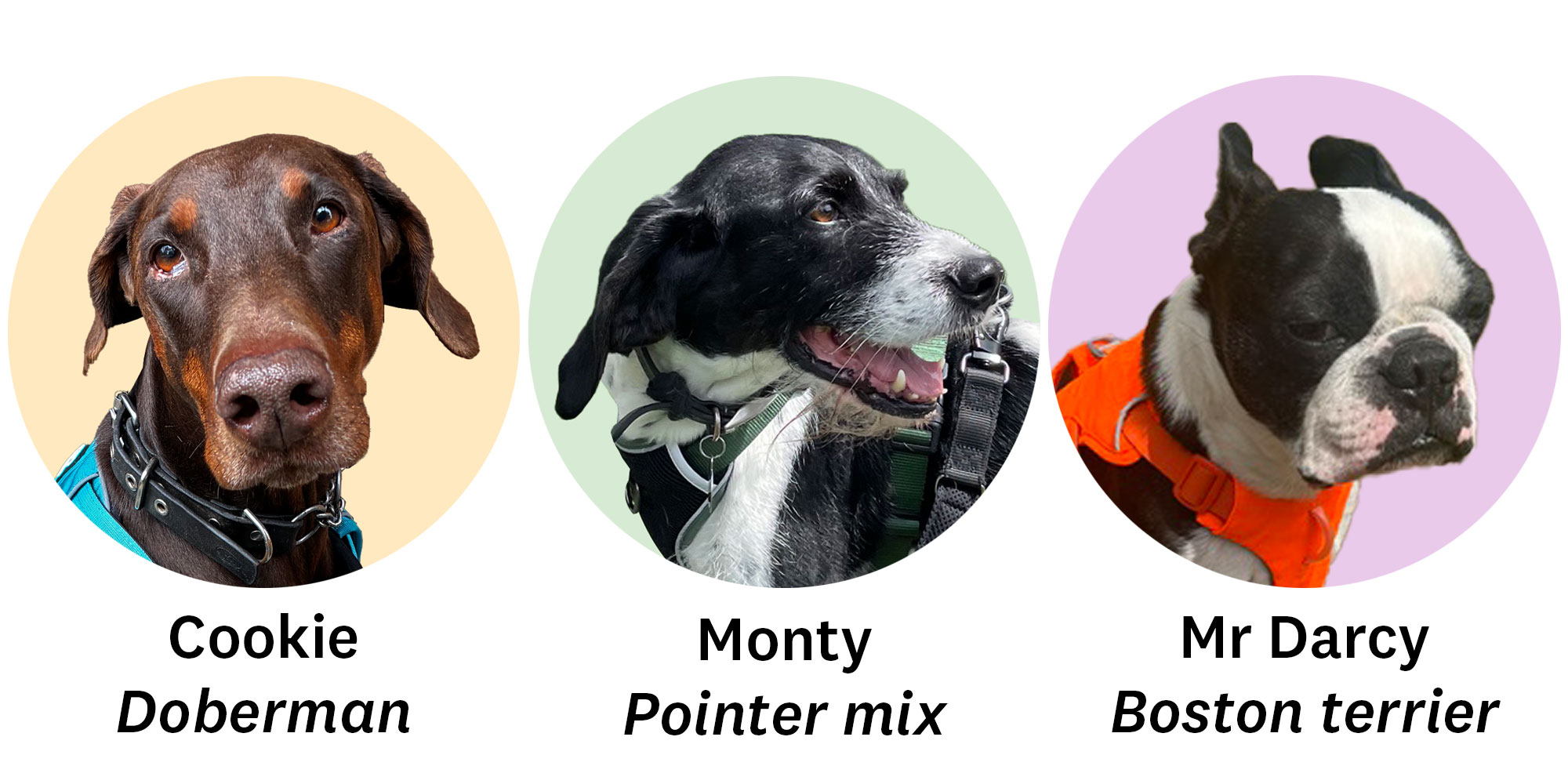 The three dogs who helped us assess harnesses
