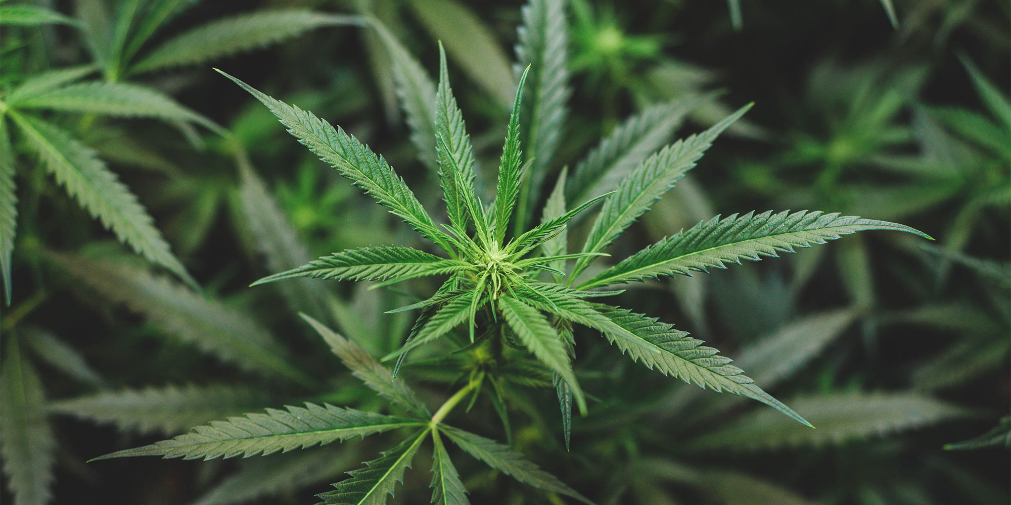 CBD is a non-psychoactive extract of the cannabis plant