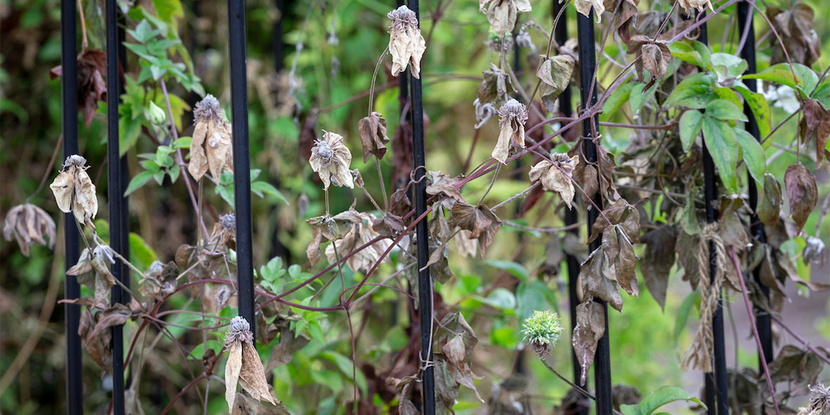 Clematis wilt