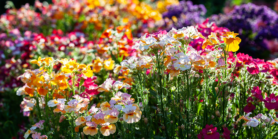 How to grow nemesia and the best varieties Which?