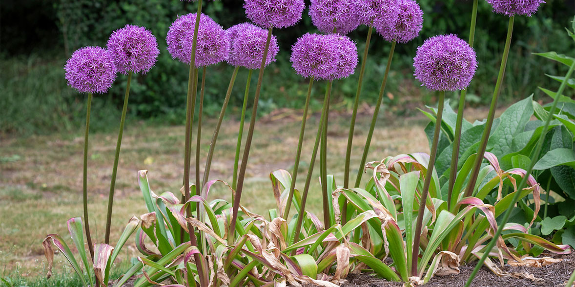 Brown allium leaves