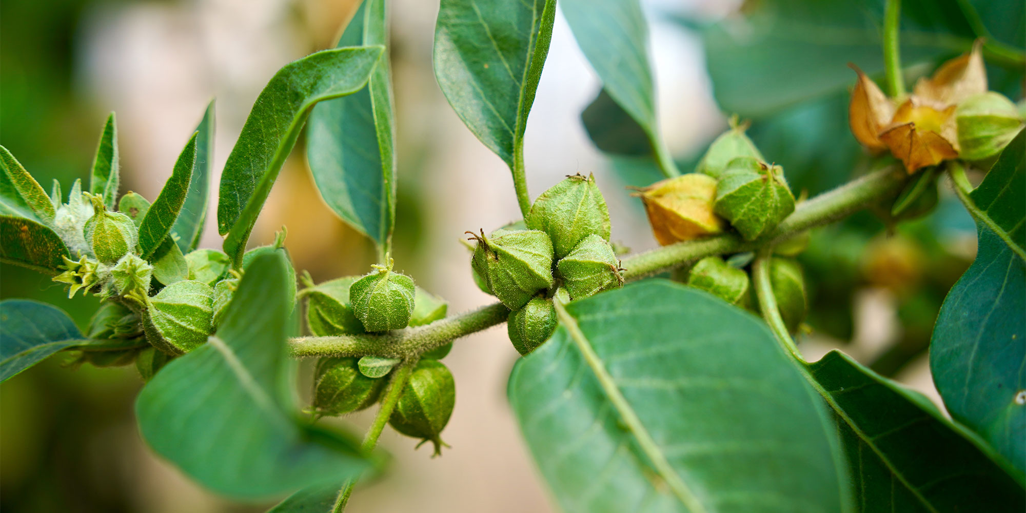 Ashwagandha has long been used in Ayurvedic medicine