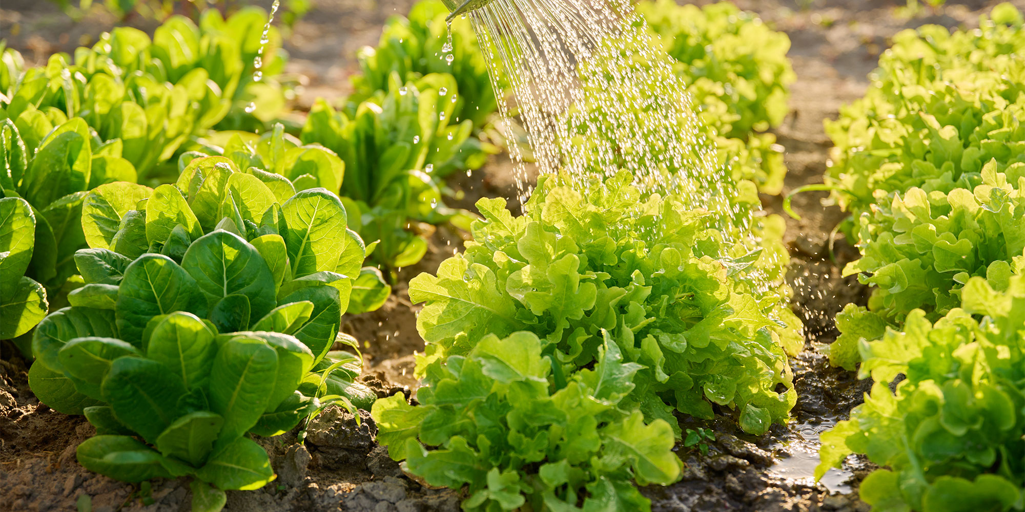 Lettuce growing