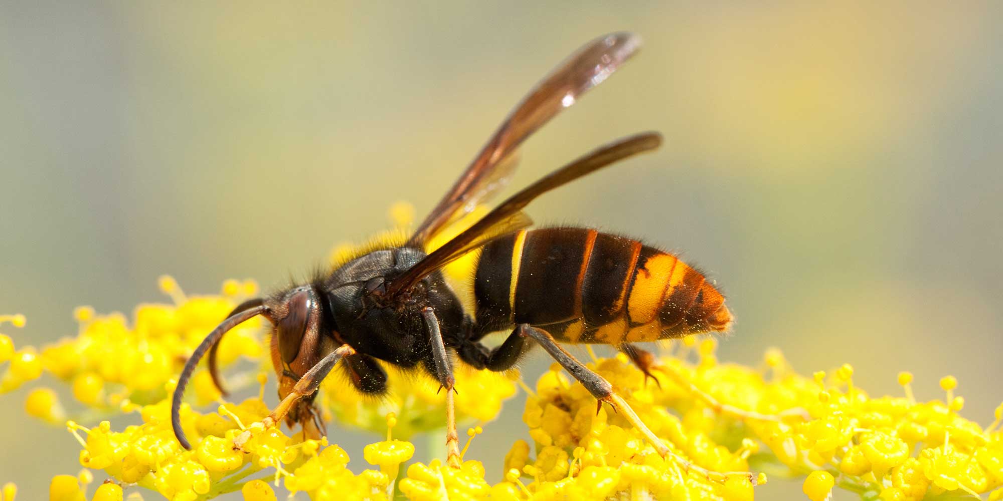 Asian Hornet