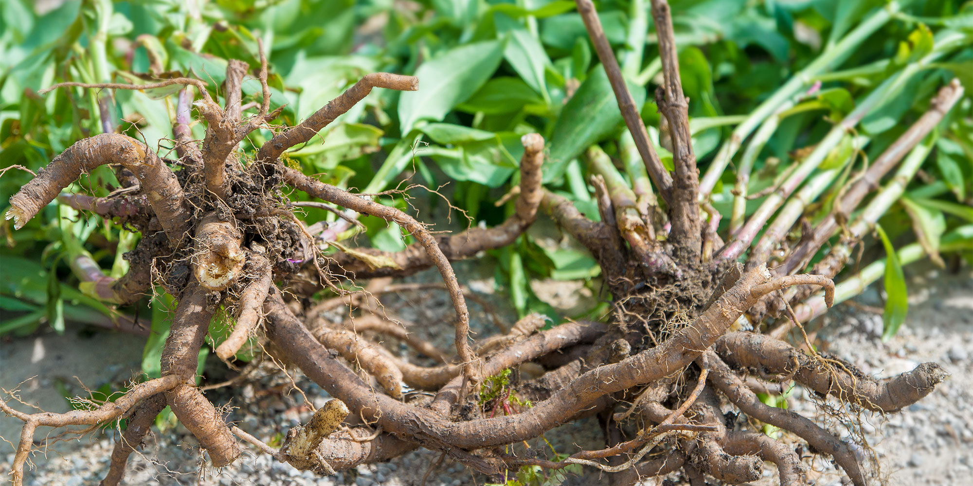 Valerian root has a distinctive smell