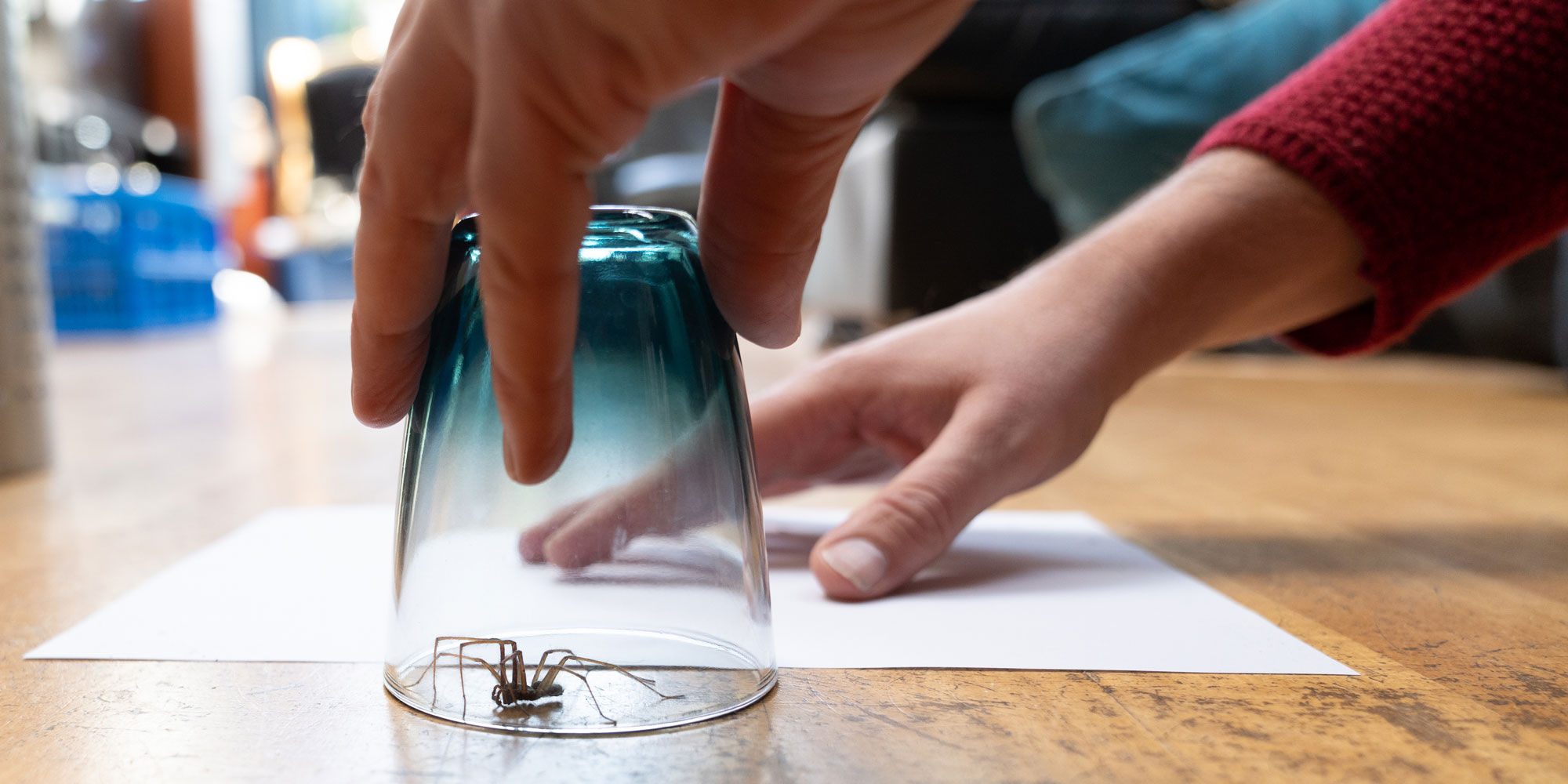 Catching a spider under a glass