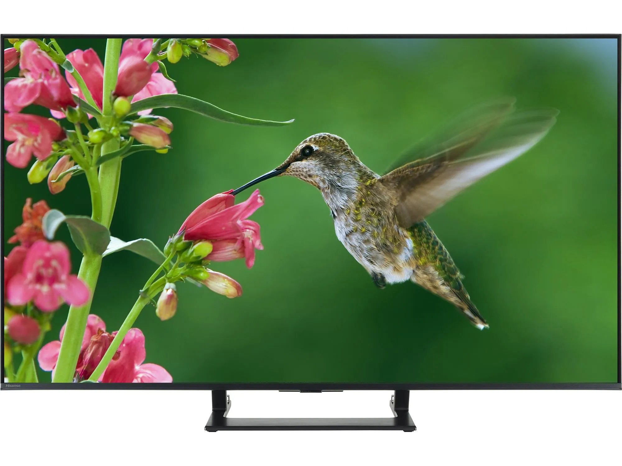 Hisense 55E8QTUK black TV with a central rectangular stand. A brown hummingbird is displayed on the screen