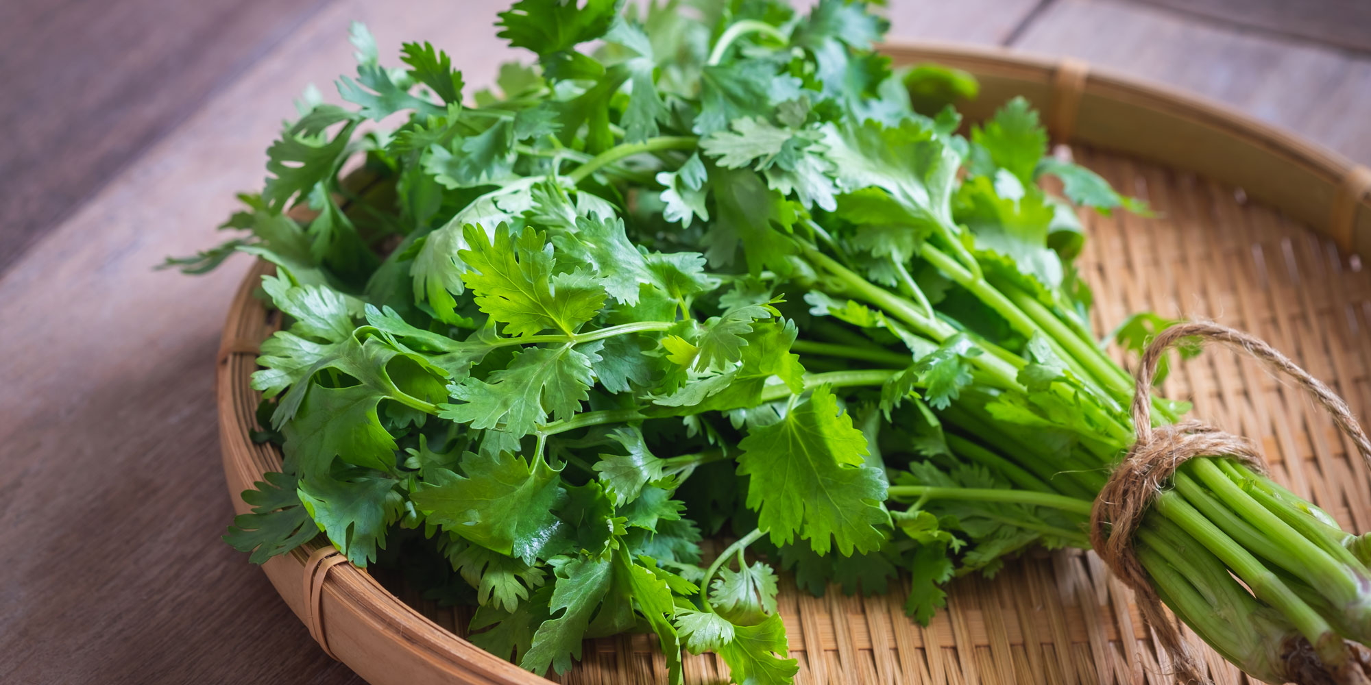 Coriander