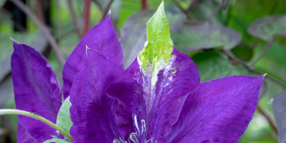Green petal on clematis flower