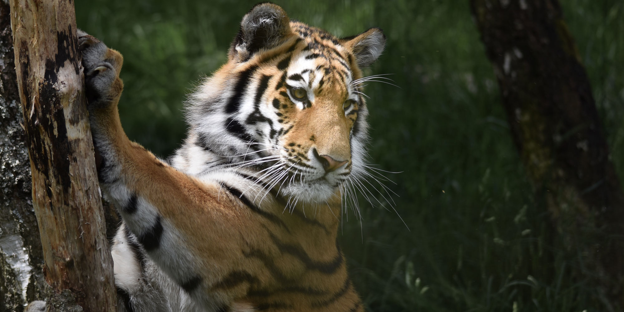 Siberian tiger at Highlands Wildlife Park
