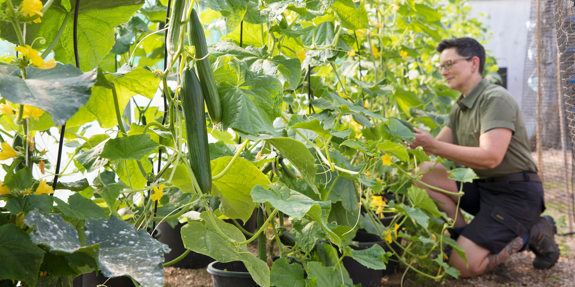 Checking plants in our cucumber trial