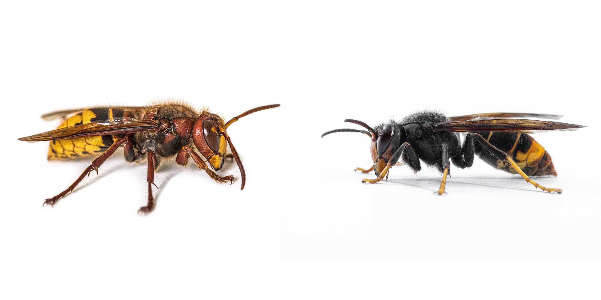 European Hornet (left) vs Asian Hornet (right)