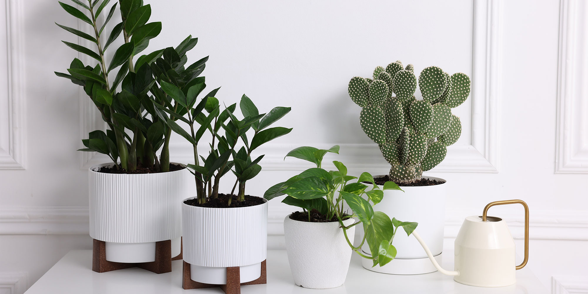 Houseplants
